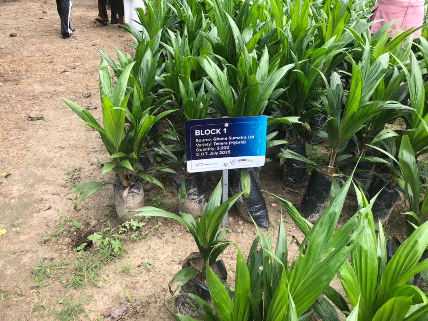 Gold Fields-Backed Nursery Cultivates Prosperity in Pepesa